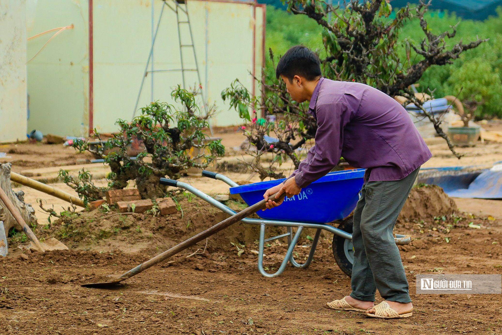 Dân sinh - Chăm sóc đặc biệt đào tiến Vua đón Tết Giáp Thìn 2024 (Hình 10).