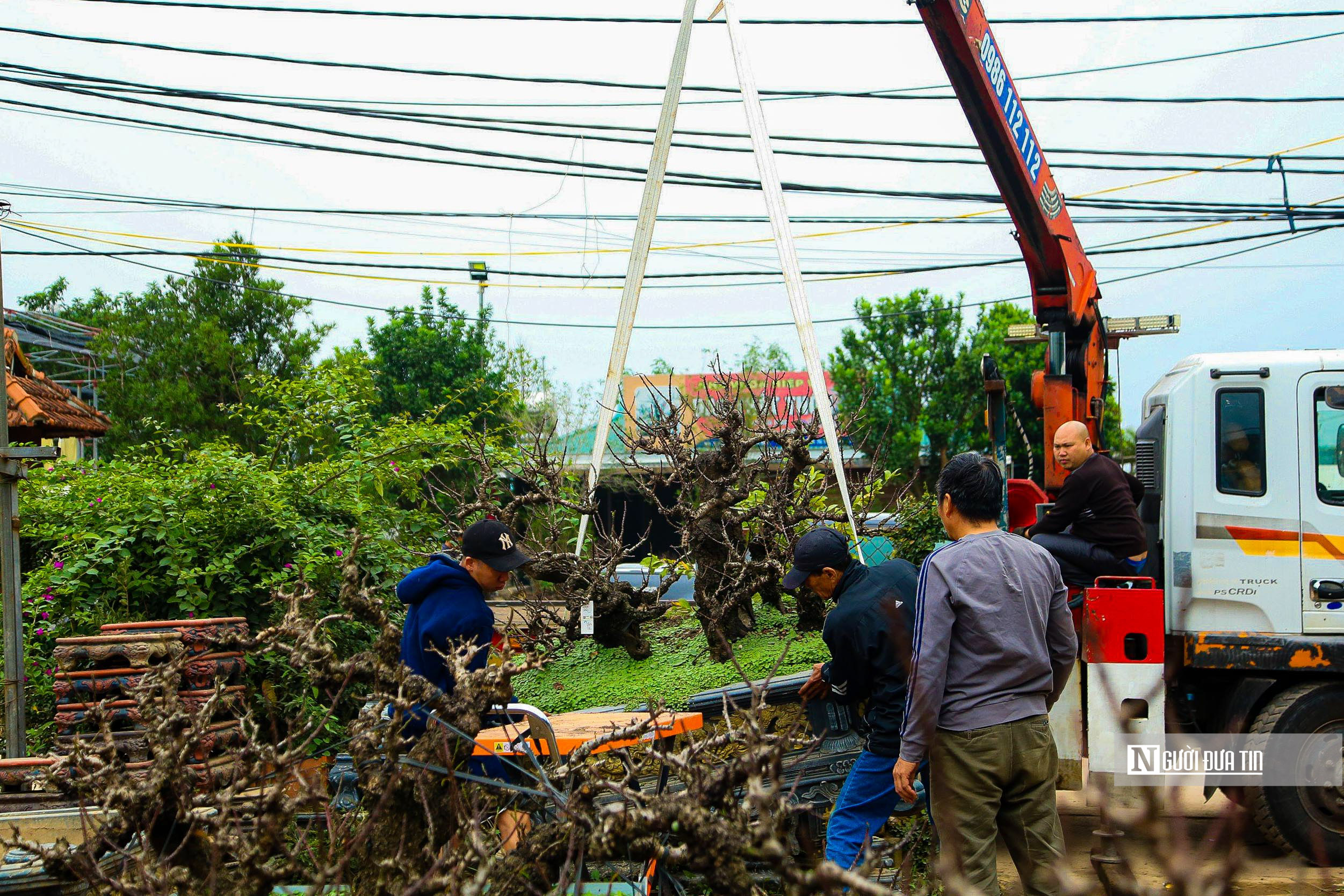 Dân sinh - Chăm sóc đặc biệt đào tiến Vua đón Tết Giáp Thìn 2024