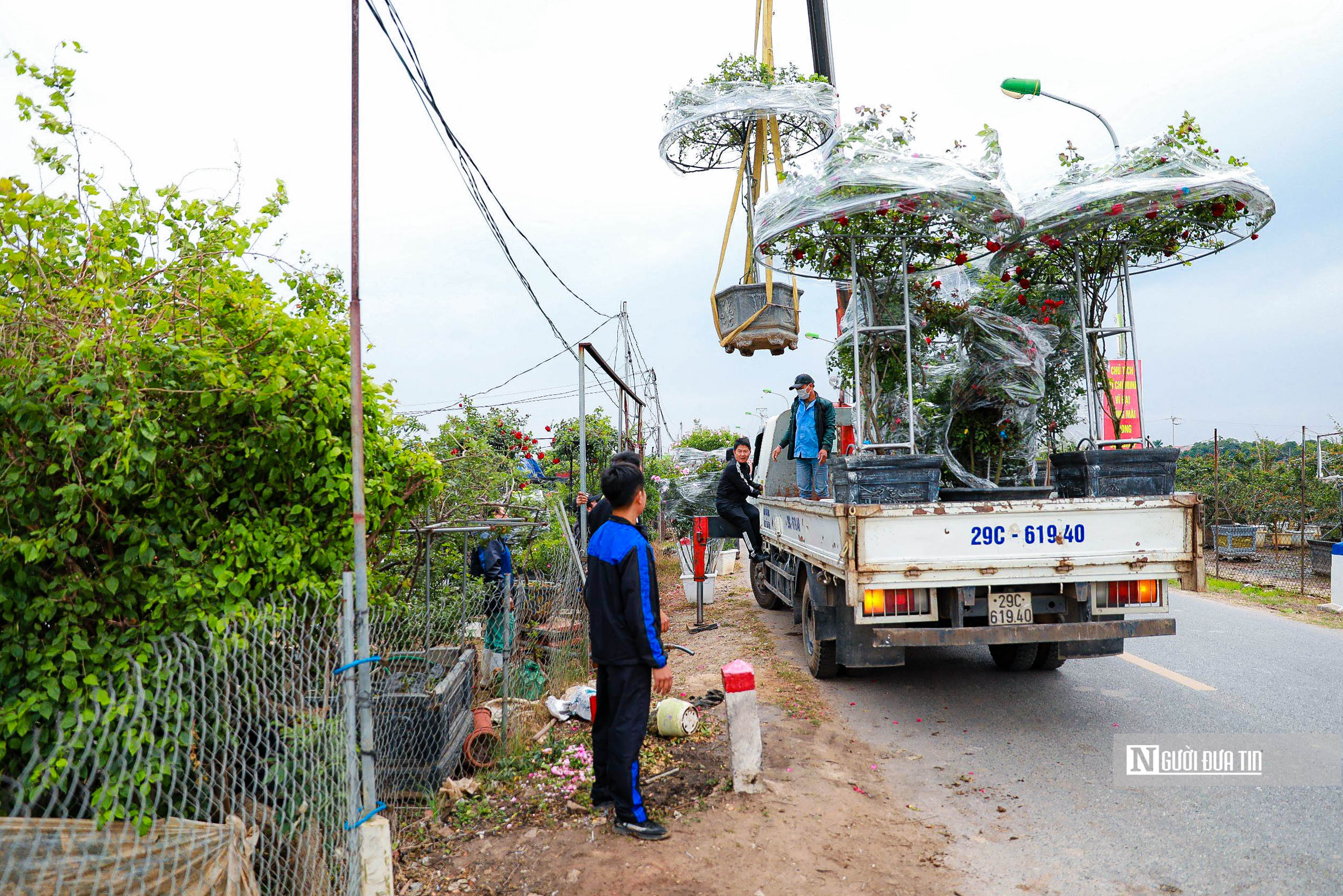 Tiêu dùng & Dư luận - Hà Nội: Người dân trồng hoa Mê Linh tất bật vào vụ Tết (Hình 12).