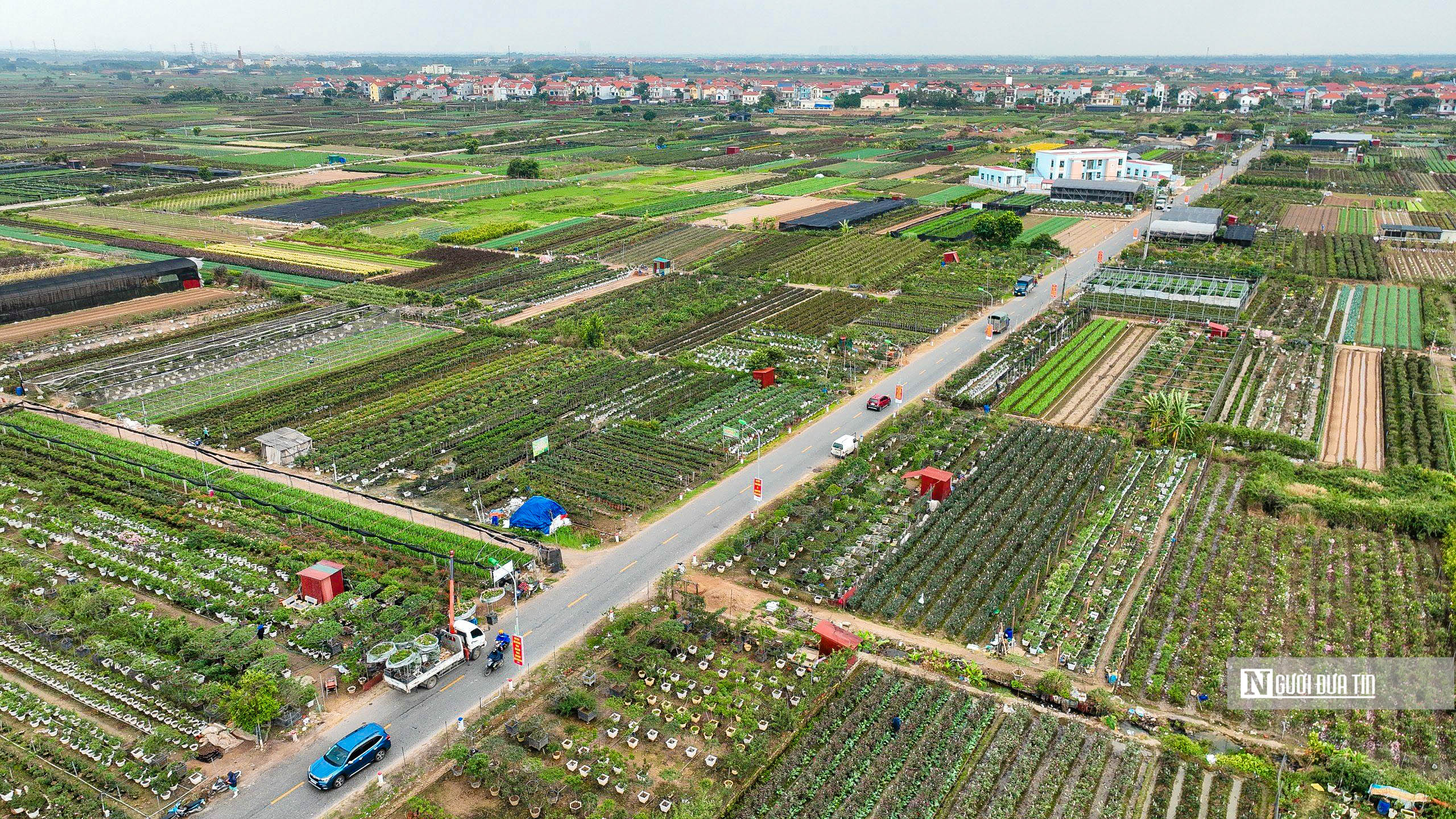 Tiêu dùng & Dư luận - Hà Nội: Người dân trồng hoa Mê Linh tất bật vào vụ Tết