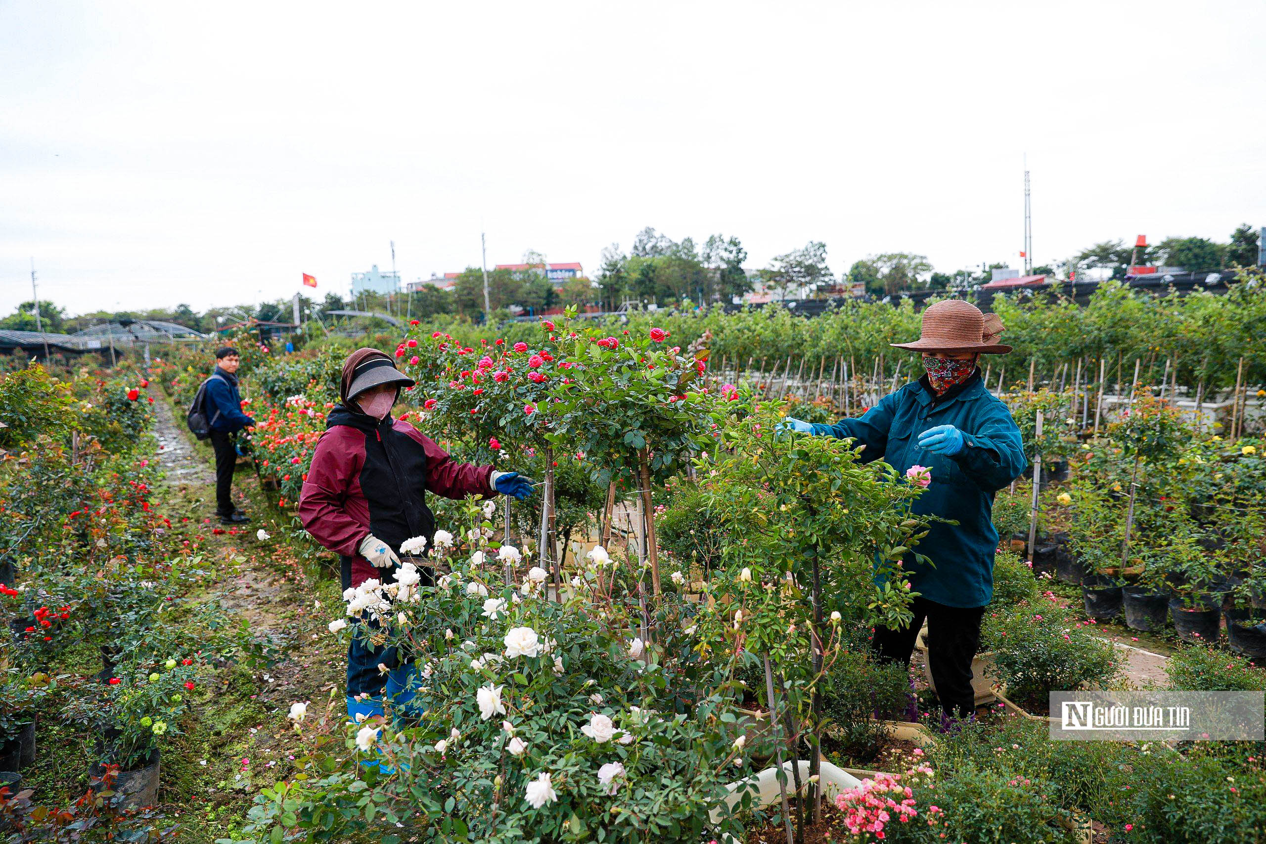 Tiêu dùng & Dư luận - Hà Nội: Người dân trồng hoa Mê Linh tất bật vào vụ Tết (Hình 5).