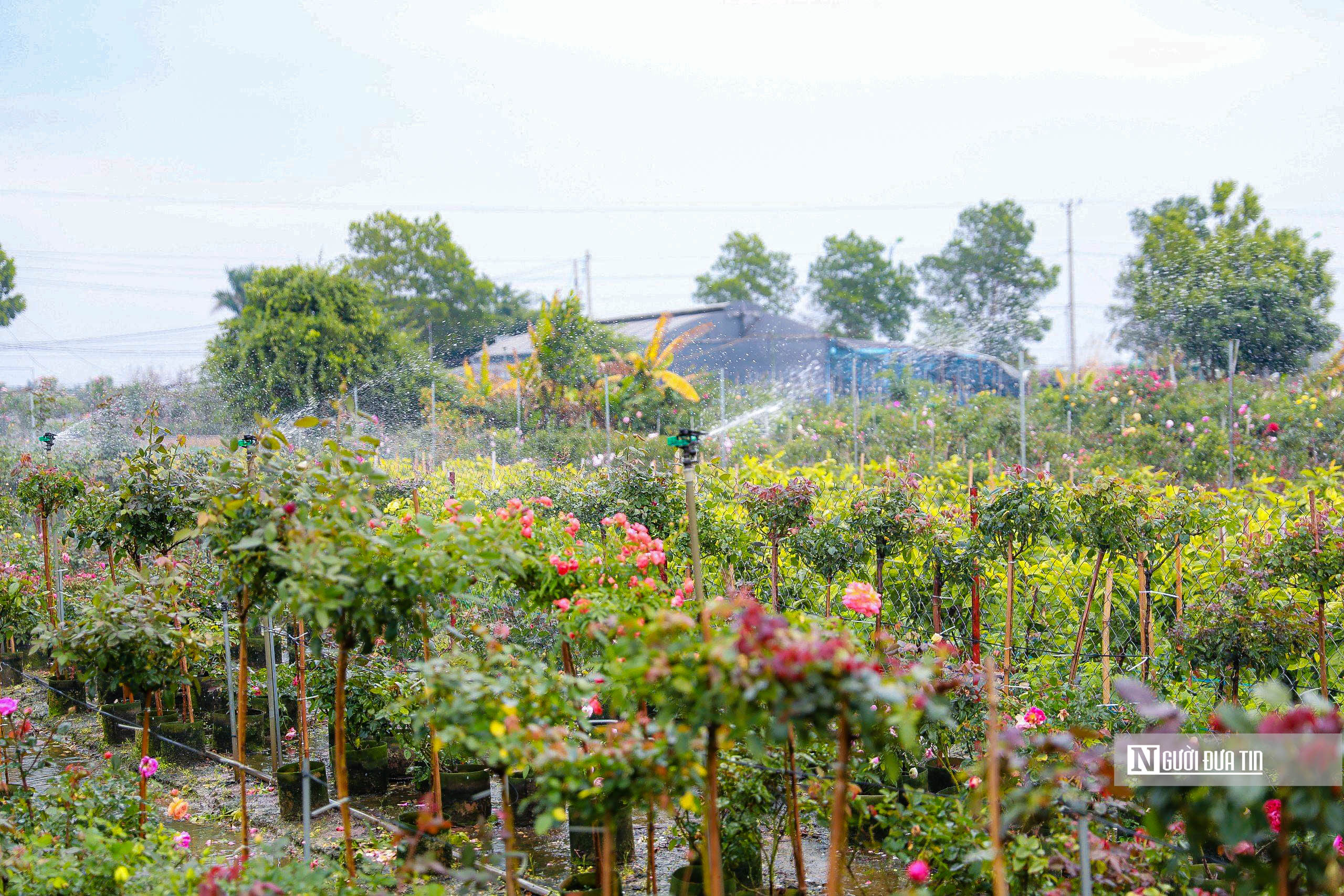 Tiêu dùng & Dư luận - Hà Nội: Người dân trồng hoa Mê Linh tất bật vào vụ Tết (Hình 7).