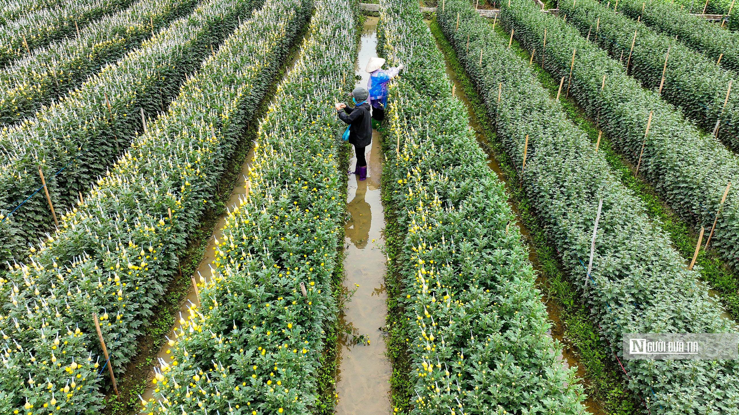 Tiêu dùng & Dư luận - Hà Nội: Người dân trồng hoa Mê Linh tất bật vào vụ Tết (Hình 9).