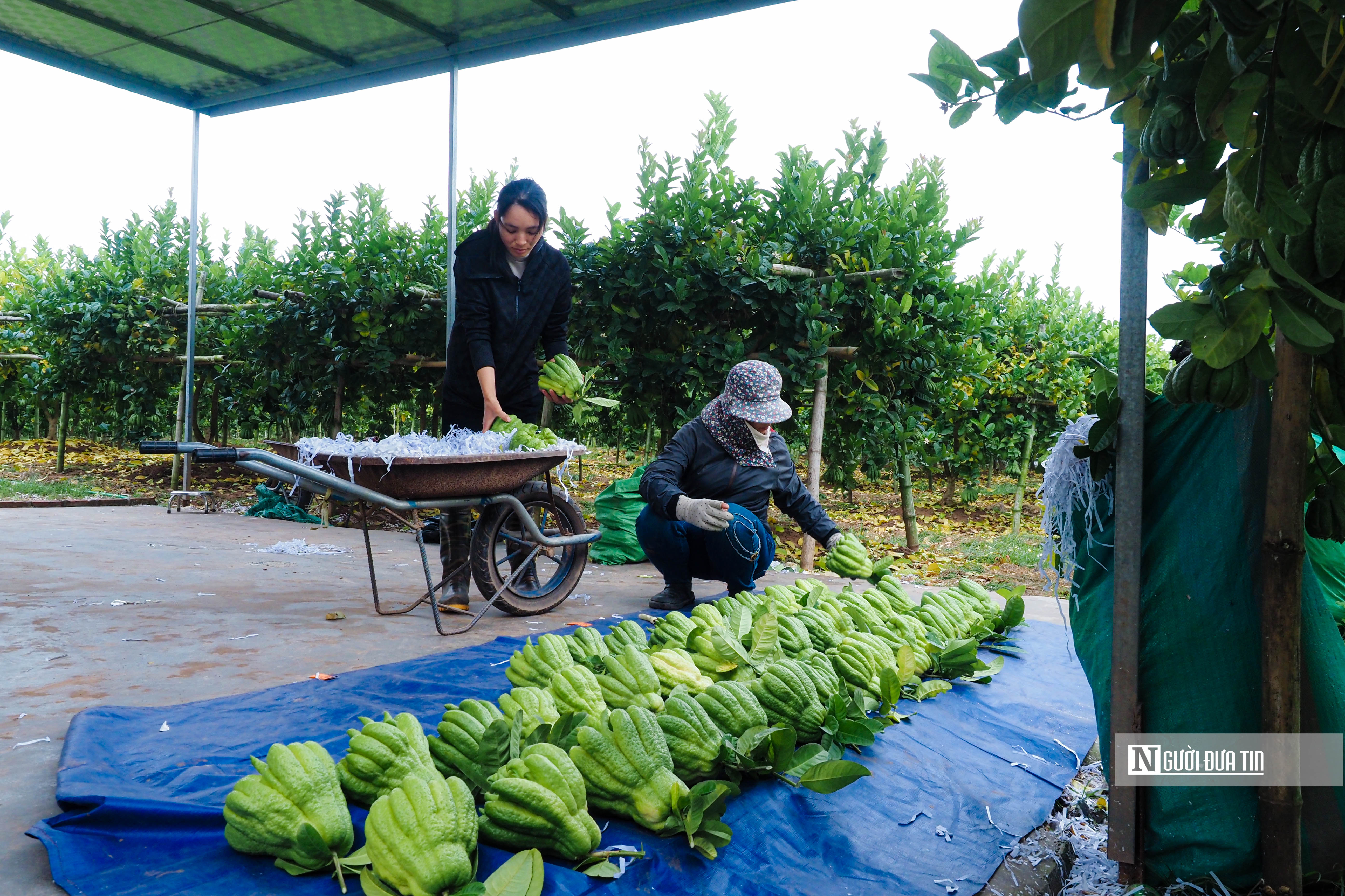 Tiêu dùng & Dư luận - Hà Nội: Ngôi làng trồng 'bàn tay Phật' tất bật vào vụ Tết (Hình 12).