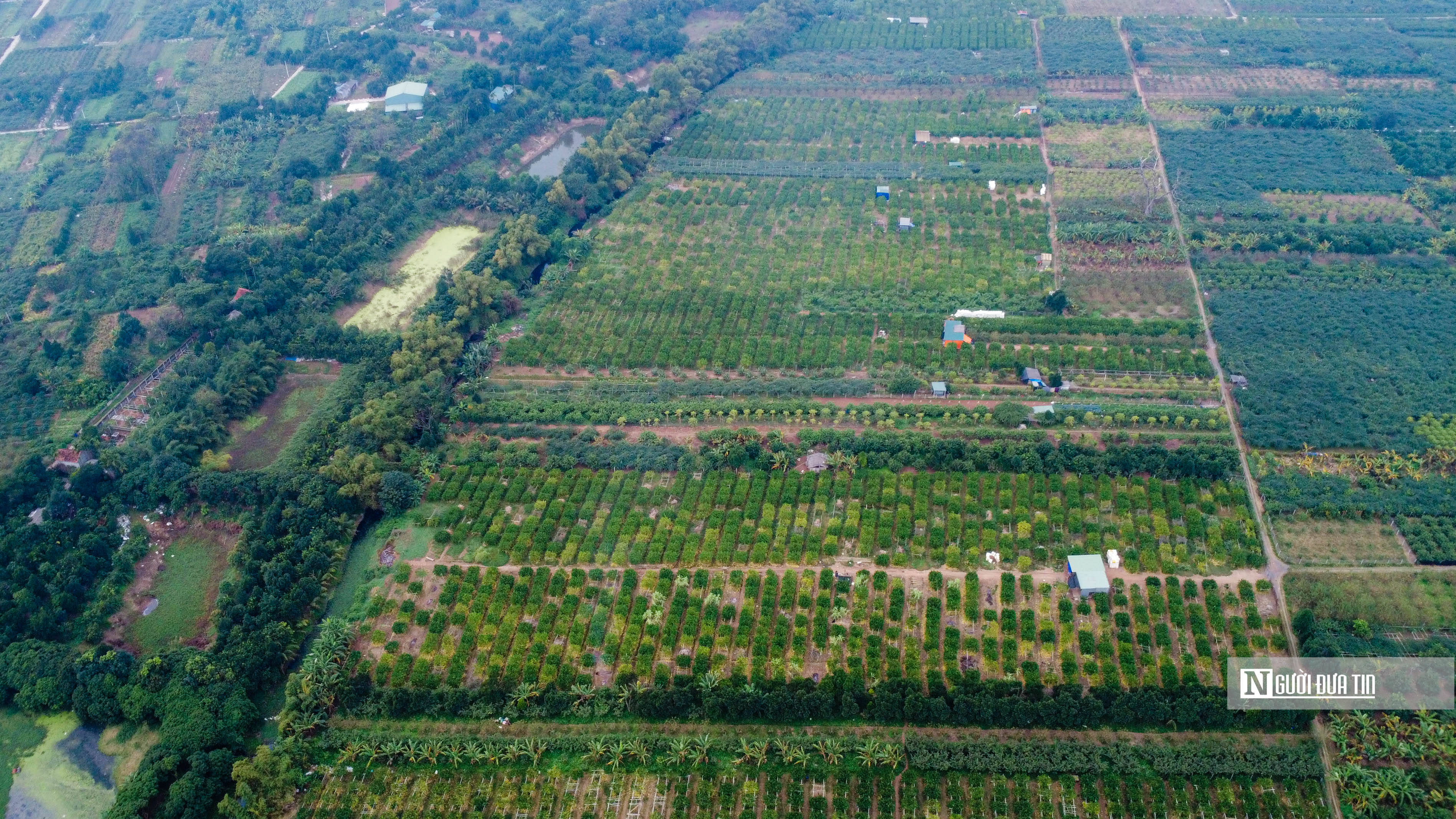 Tiêu dùng & Dư luận - Hà Nội: Ngôi làng trồng 'bàn tay Phật' tất bật vào vụ Tết