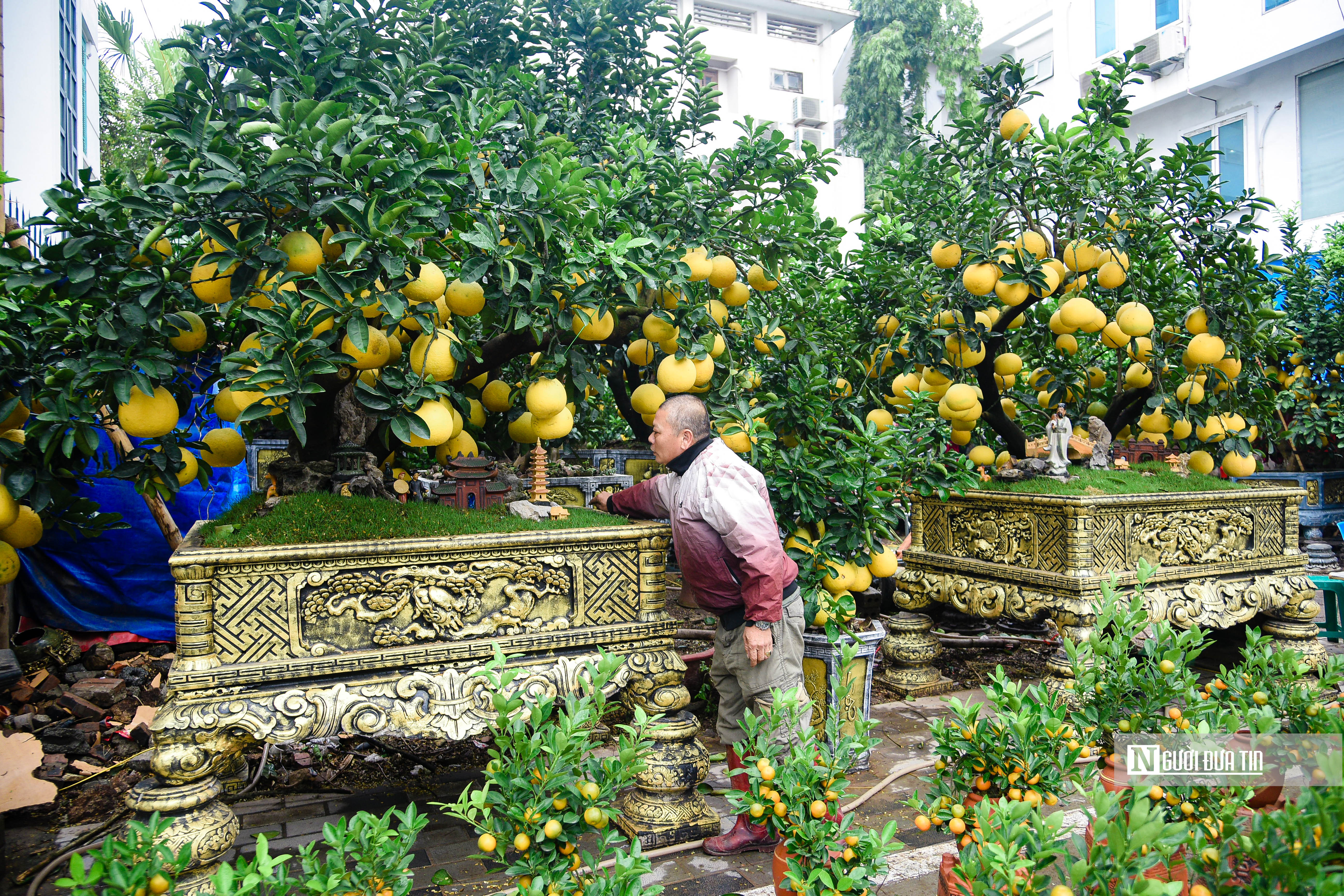 Tiêu dùng & Dư luận - Cây cảnh chơi Tết Nguyên đán 'đổ bộ' đường phố Hà Nội (Hình 5).