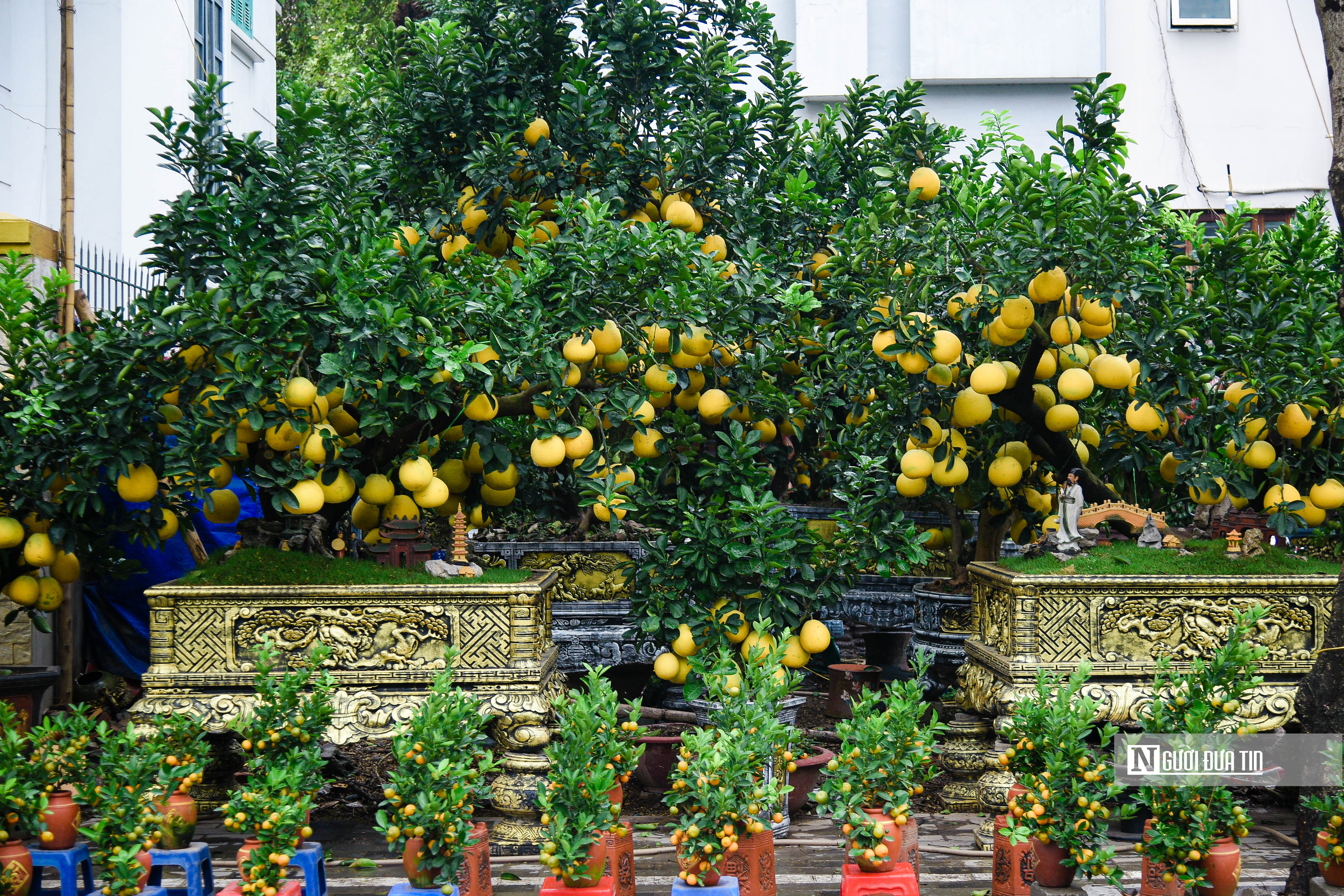 Tiêu dùng & Dư luận - Cây cảnh chơi Tết Nguyên đán 'đổ bộ' đường phố Hà Nội (Hình 2).