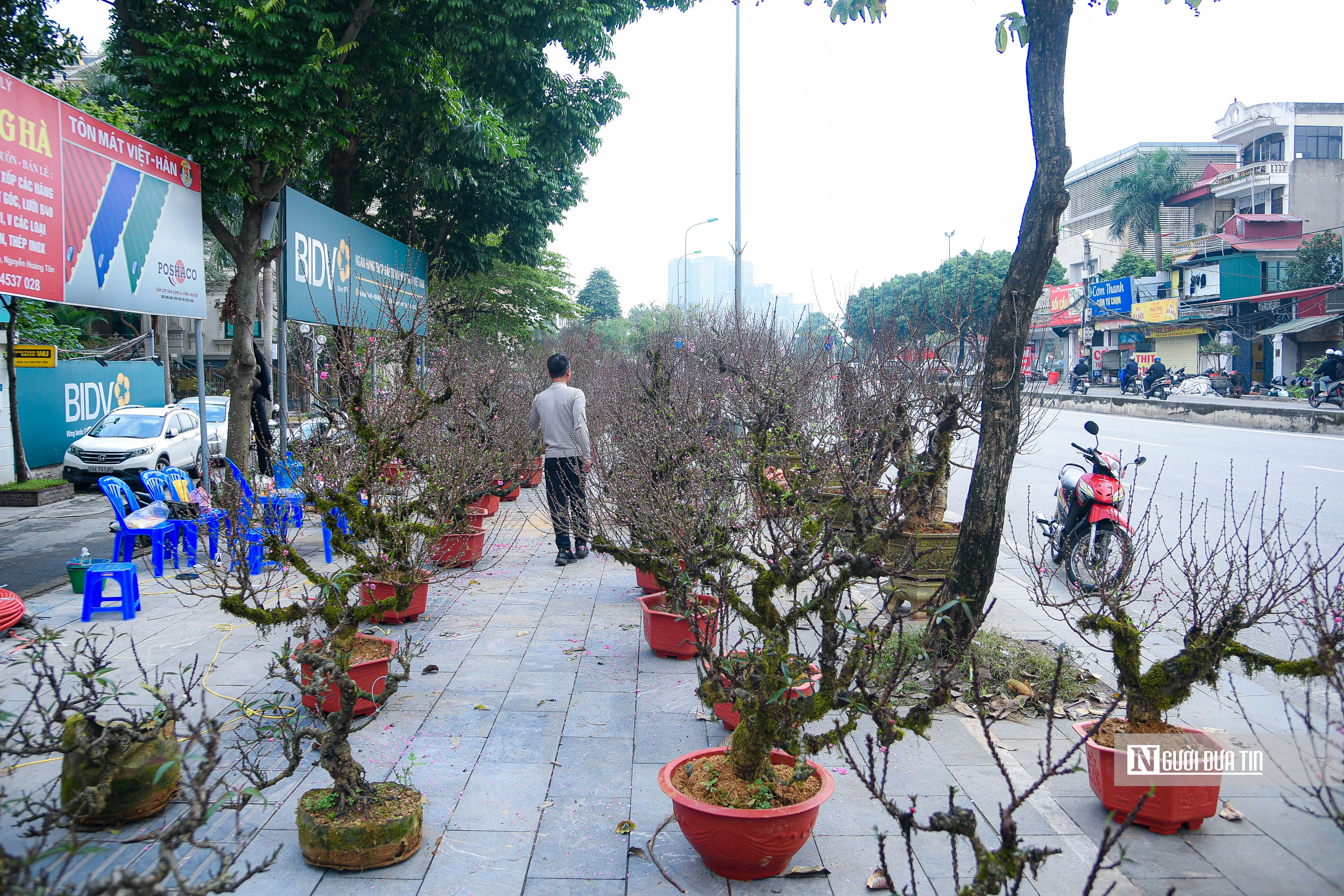 Tiêu dùng & Dư luận - Cây cảnh chơi Tết Nguyên đán 'đổ bộ' đường phố Hà Nội (Hình 12).