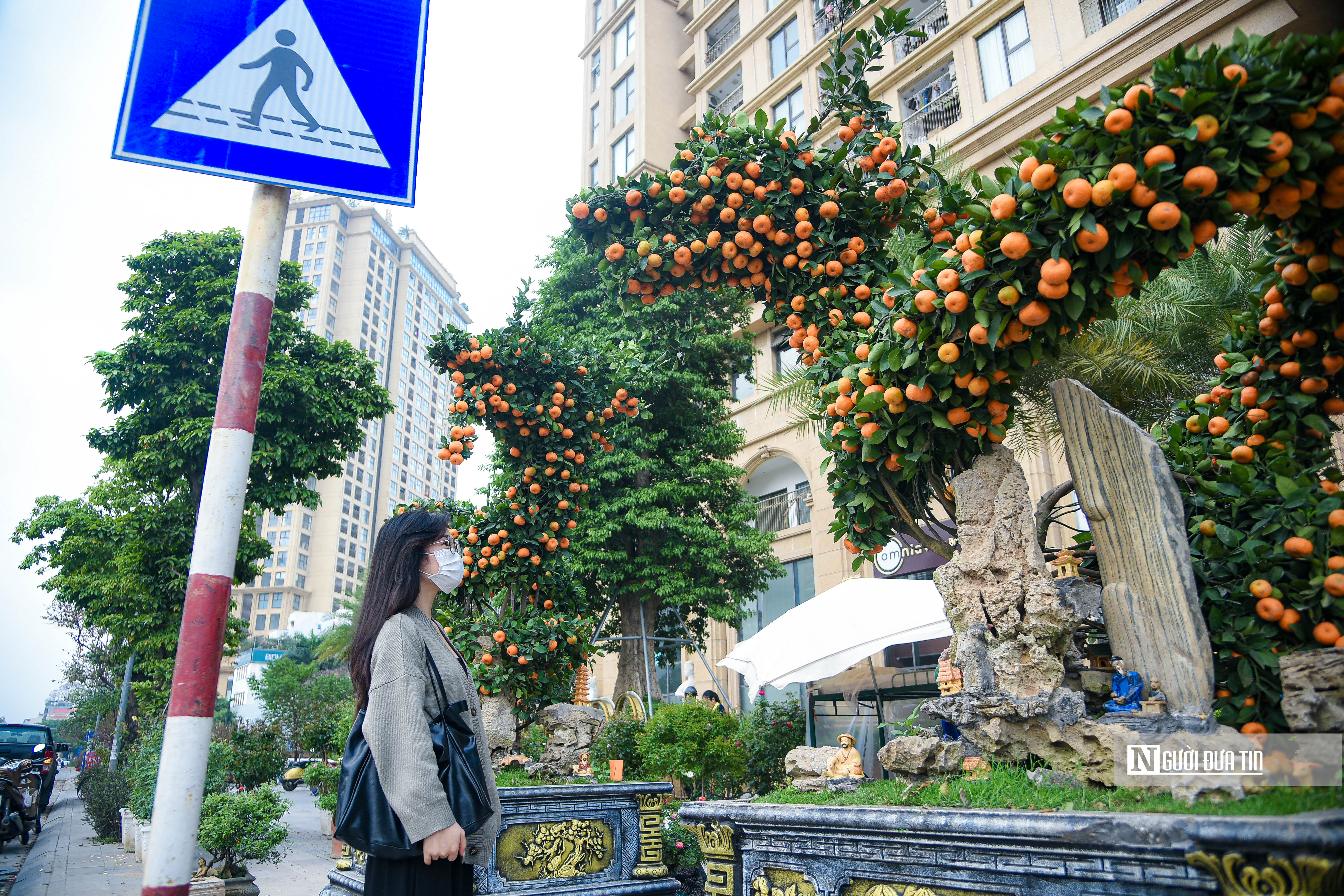 Tiêu dùng & Dư luận - Cây cảnh chơi Tết Nguyên đán 'đổ bộ' đường phố Hà Nội (Hình 11).