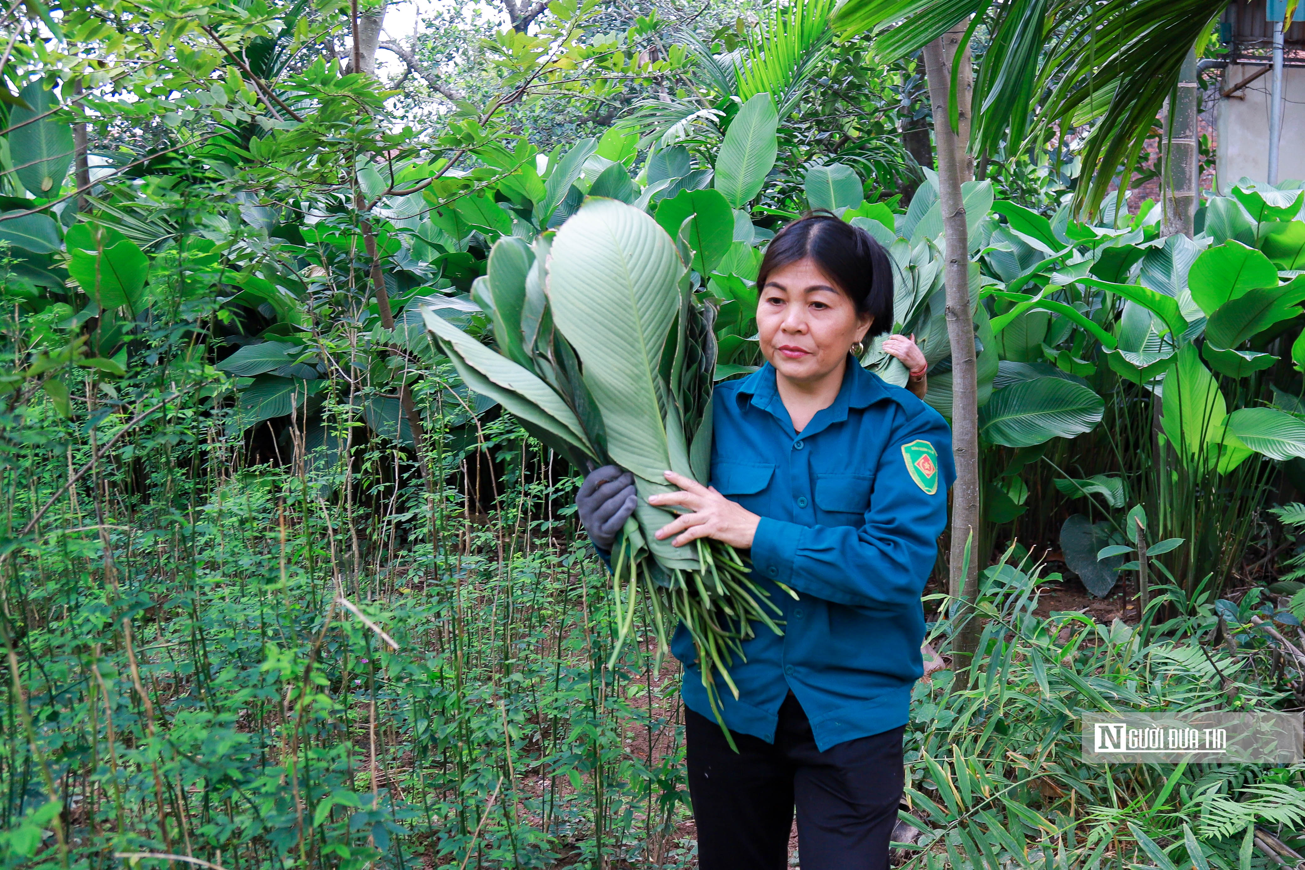 Dân sinh - Hà Nội: Người dân tất bật thu hoạch lá dong (Hình 9).