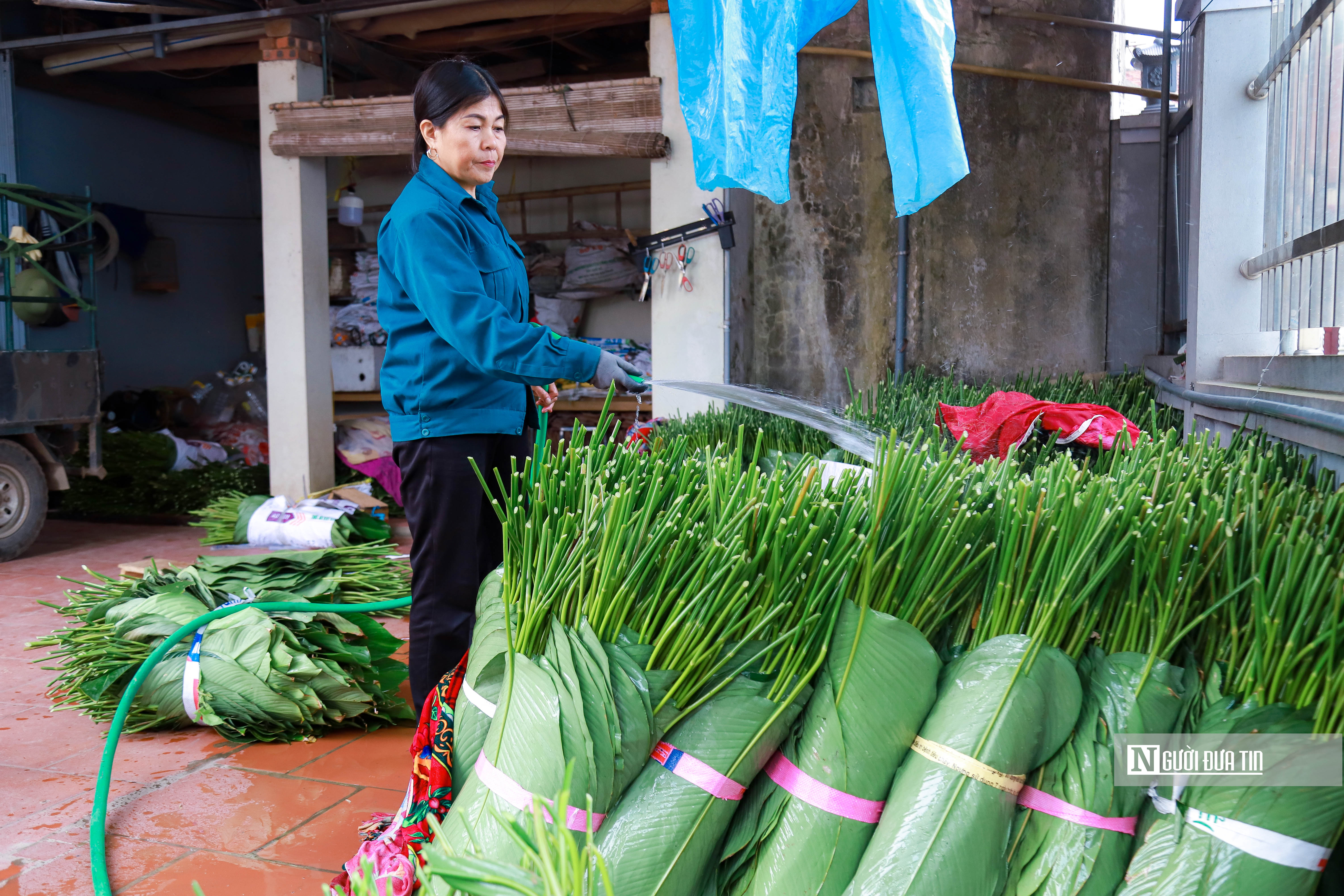 Dân sinh - Hà Nội: Người dân tất bật thu hoạch lá dong (Hình 10).