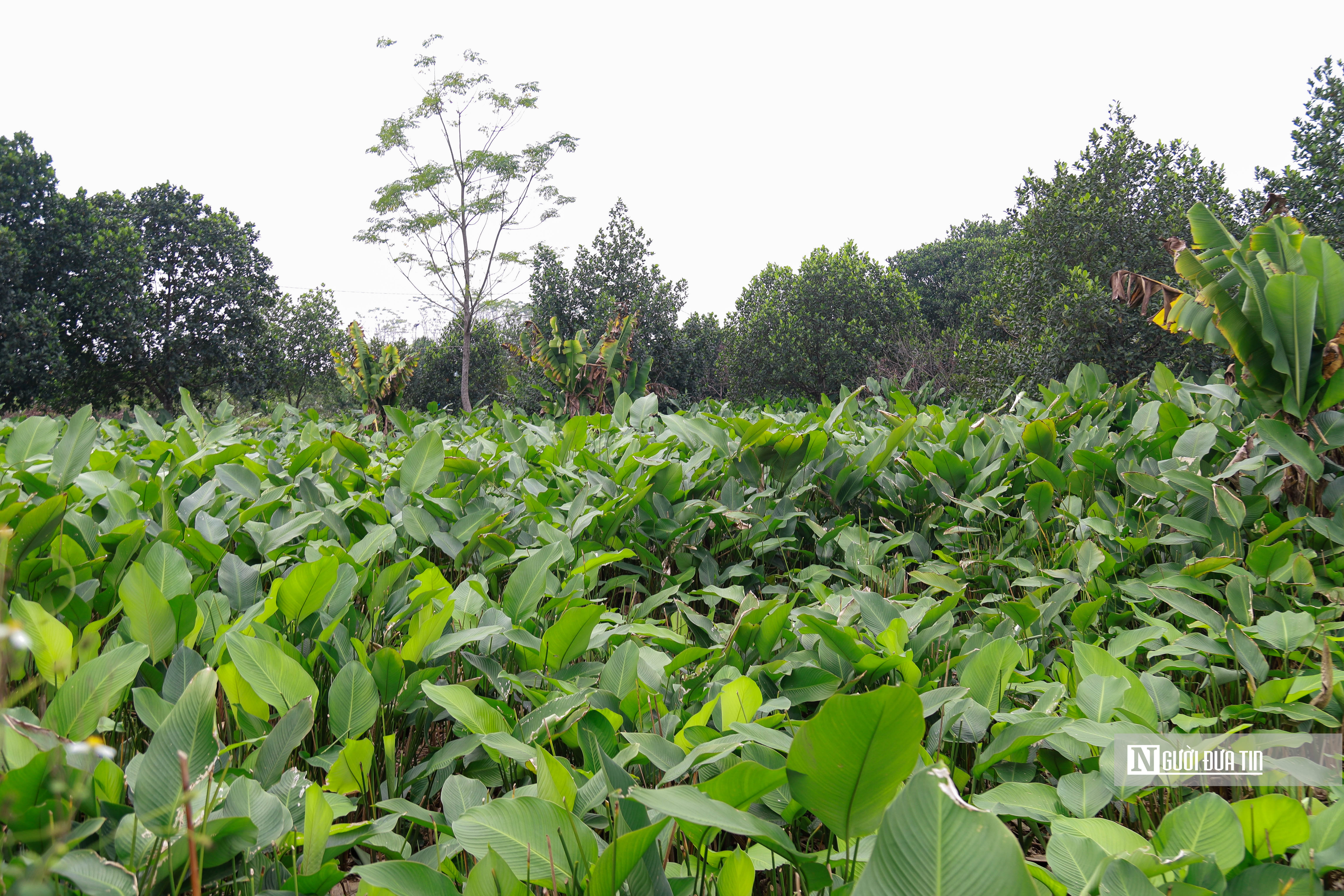 Dân sinh - Hà Nội: Người dân tất bật thu hoạch lá dong