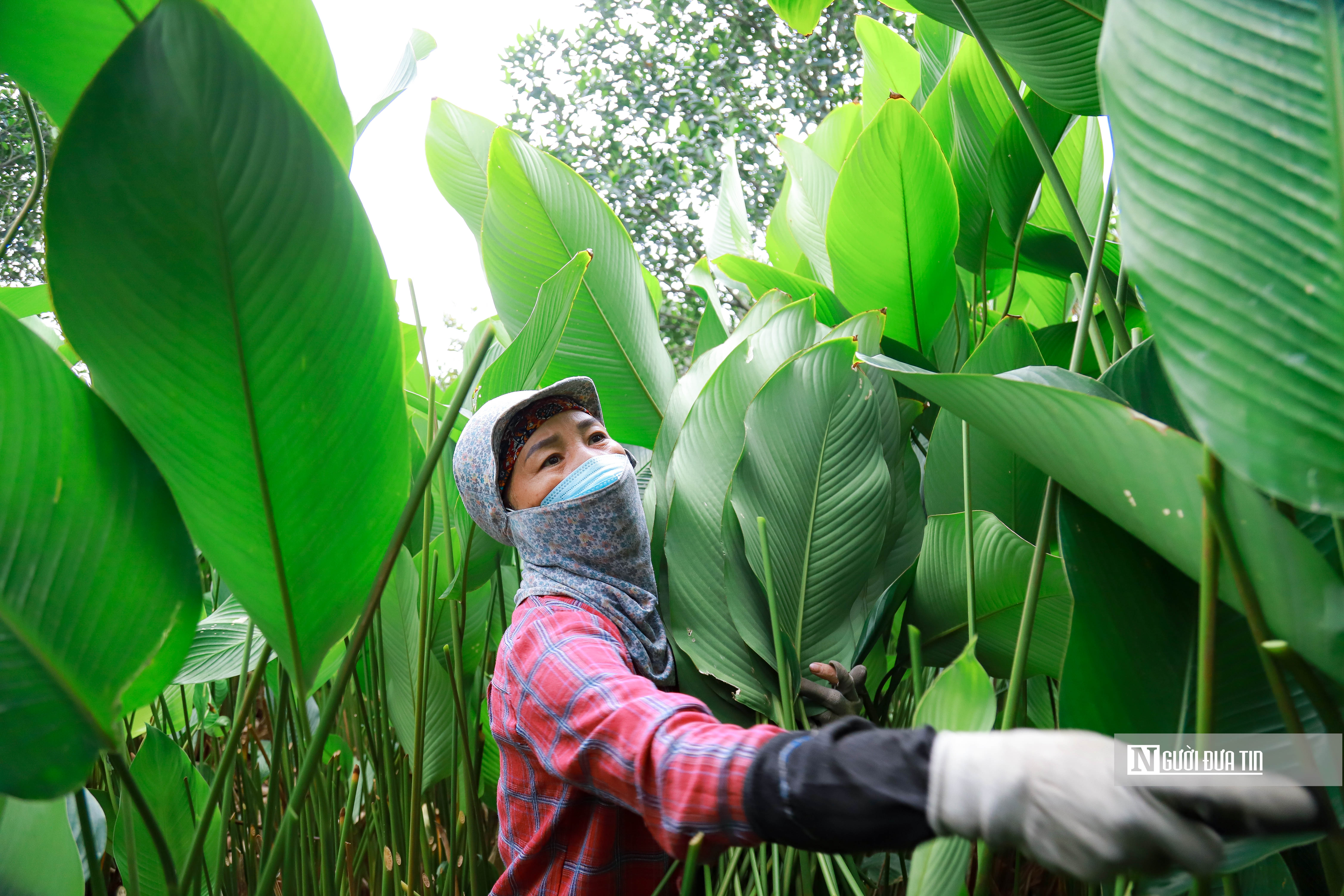 Dân sinh - Hà Nội: Người dân tất bật thu hoạch lá dong (Hình 5).