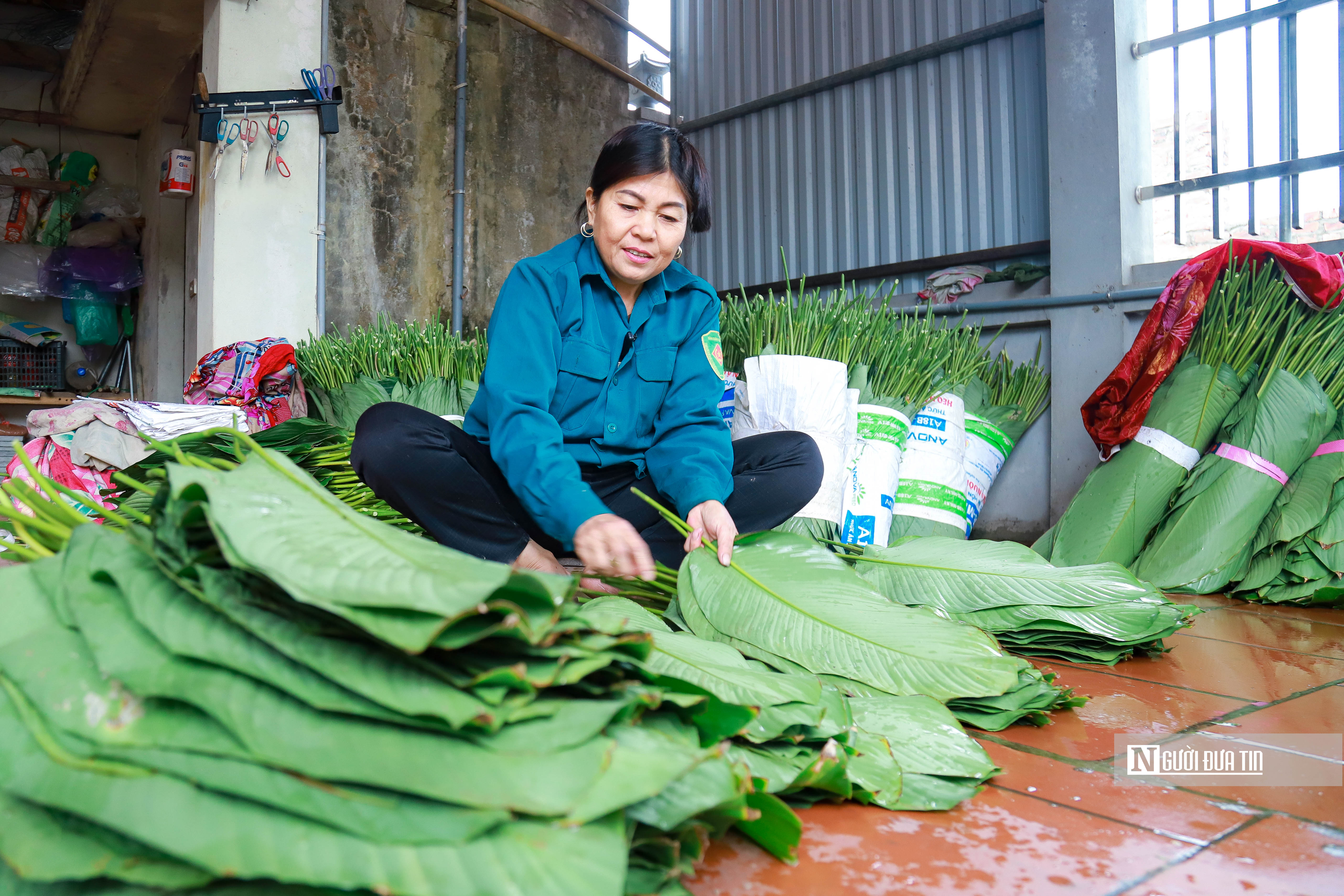 Dân sinh - Hà Nội: Người dân tất bật thu hoạch lá dong (Hình 12).