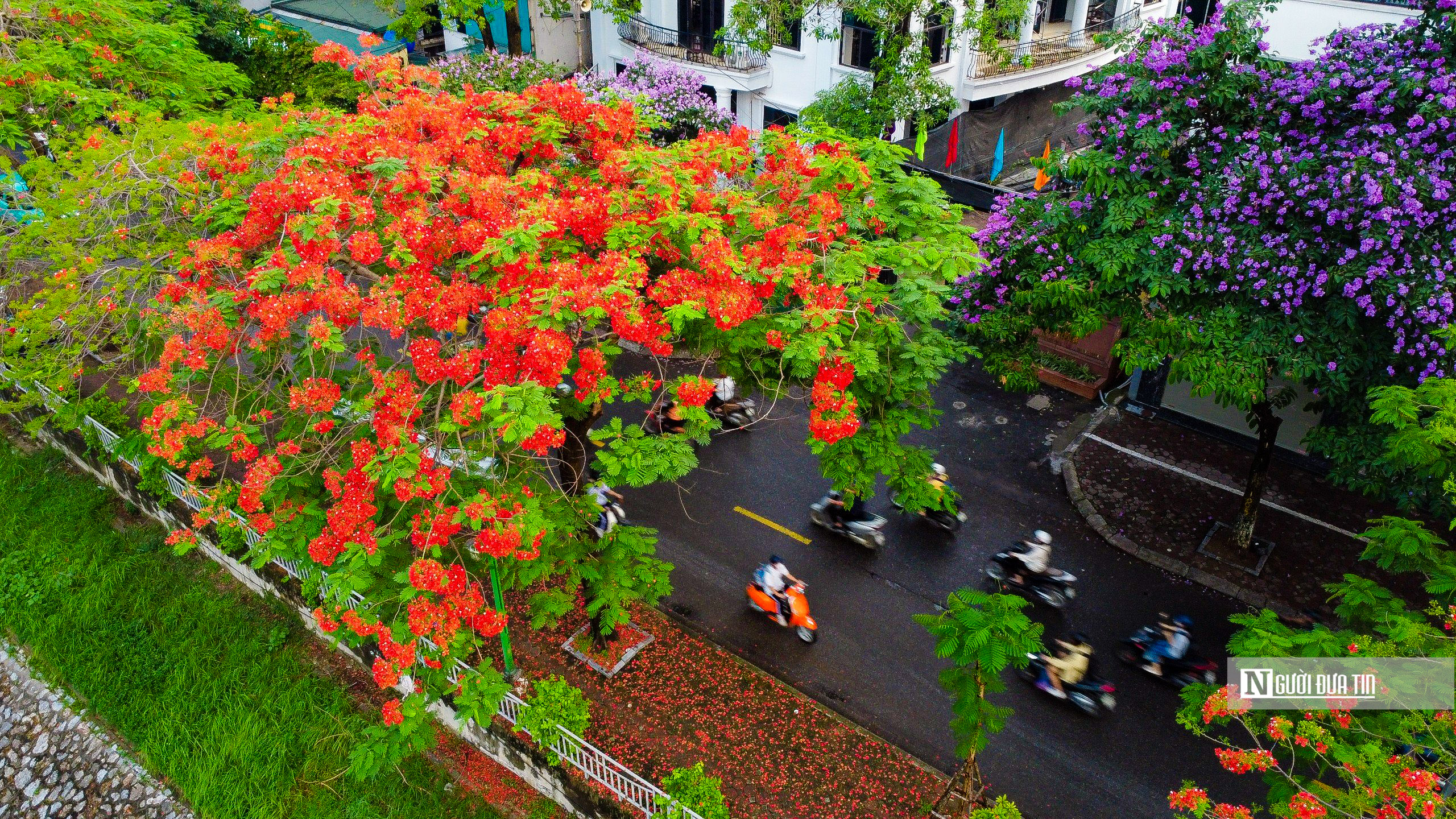 Dân sinh - Hoa phượng rực đỏ trên nhiều tuyến phố Thủ đô (Hình 2).