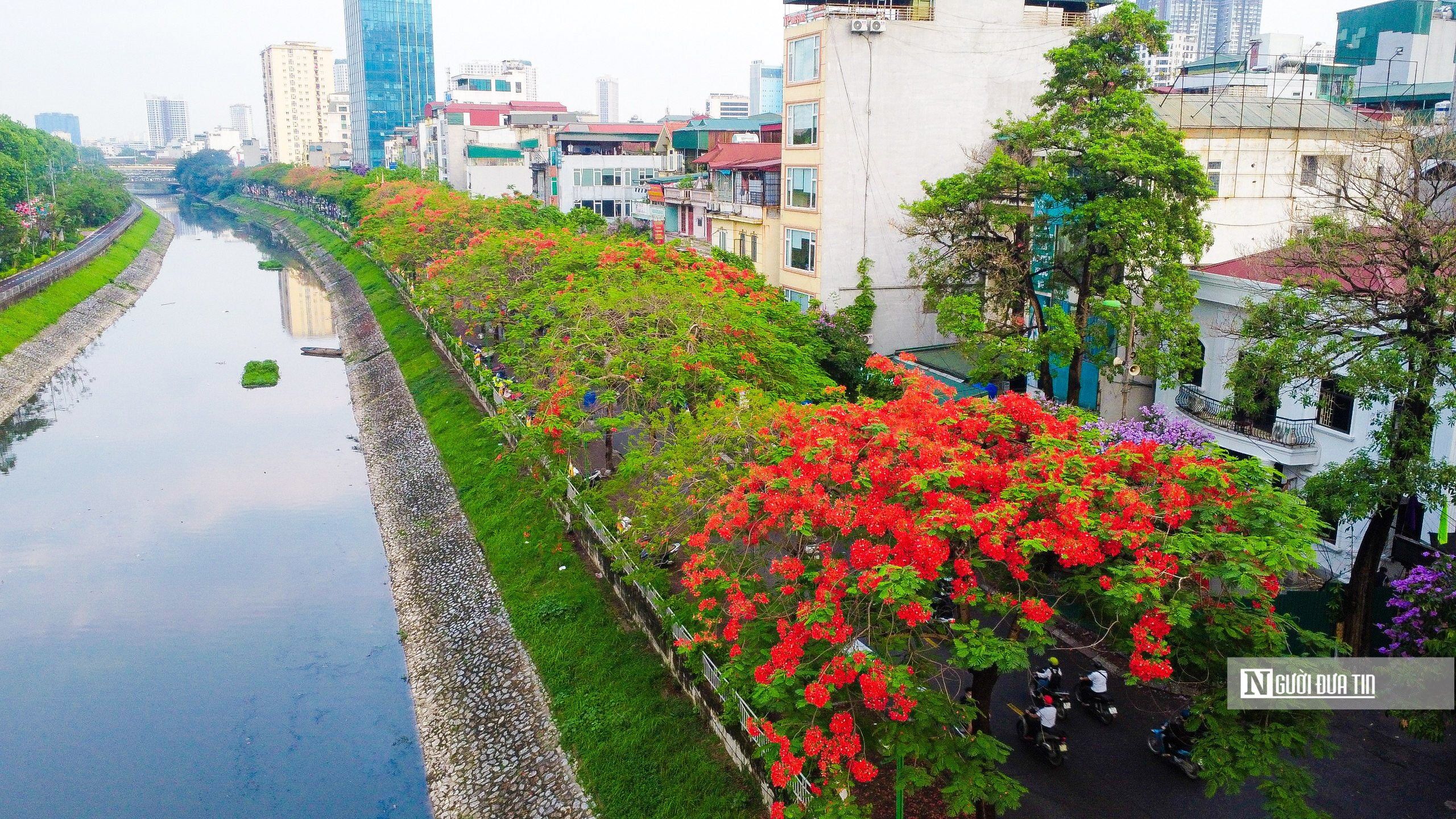 Dân sinh - Hoa phượng rực đỏ trên nhiều tuyến phố Thủ đô