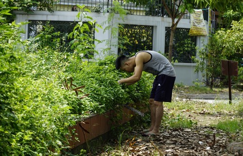 Dân sinh - Hà Nội có những khu biệt thự 'cô đơn'