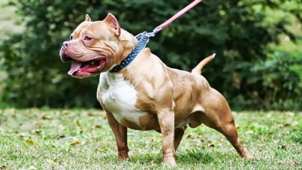 Sức khỏe - Em bé 2 tuổi bị cho Pitbull cắn thương tâm (Hình 2).