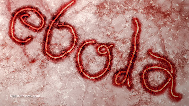 Sức khỏe - Nhật Bản bắt đầu thử nghiệm lâm sàng vaccine phòng virus Ebola (Hình 2).