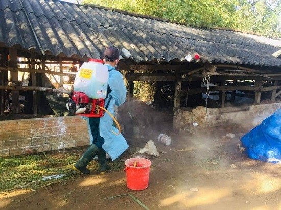 Dân sinh - Quảng Ngãi: Dịch lở mồm long móng lan rộng khiến bà con lo sợ