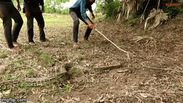Cộng đồng mạng - Thế giới động vật: Giải cứu chó con khỏi hàm con trăn 6m khát thịt (Hình 3).
