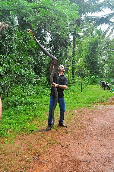 Cộng đồng mạng - Thiên nhiên kì bí: Hé lộ vùng đất của rắn hổ mang chúa khổng lồ như phim kinh dị (Hình 4).