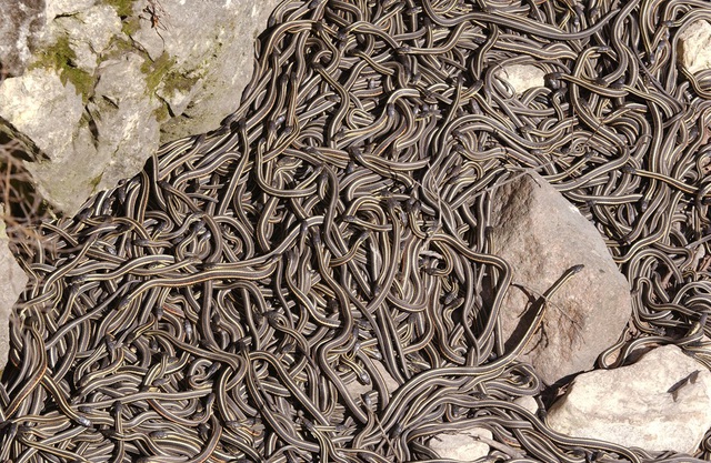 Cộng đồng mạng - Thiên nhiên kì bí: Vùng đất kì dị khiến con người có thể thấy hàng nghìn con rắn xuất hiện cùng một lúc (Hình 4).