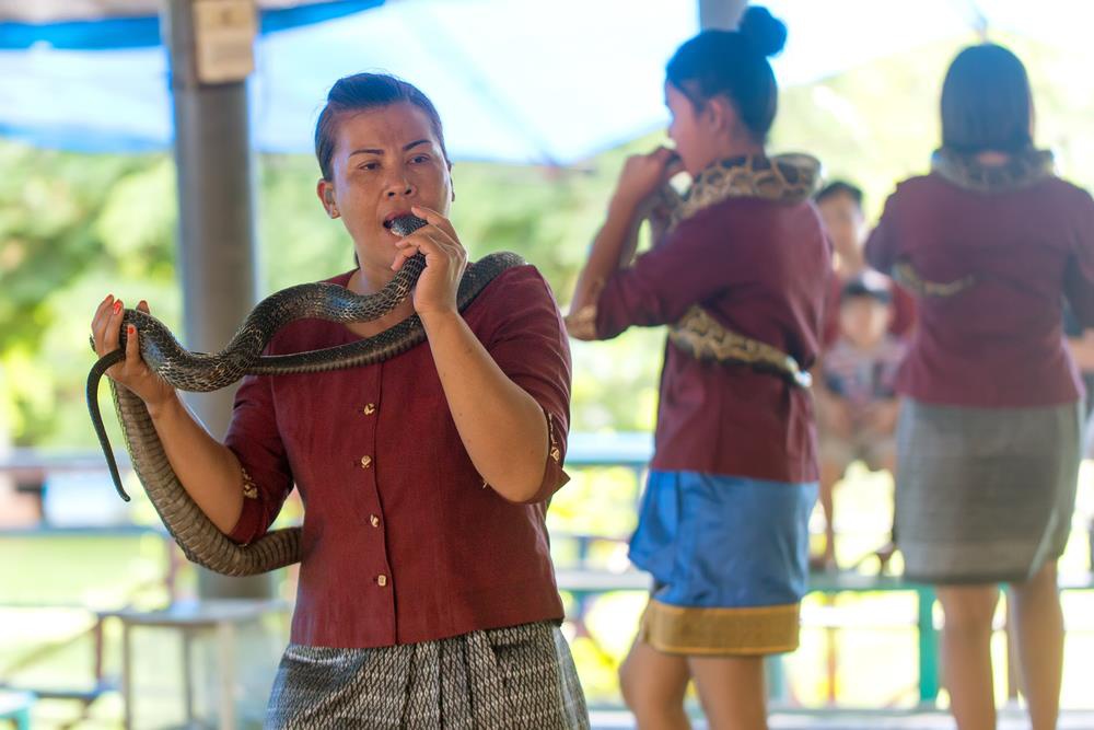 Cộng đồng mạng - Thiên nhiên kì bí: Kỳ lạ ngôi làng có những đứa trẻ chơi đùa cùng rắn hổ mang chúa khổng lồ cực độc (Hình 5).