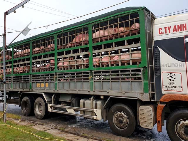 Dân sinh - Quảng Bình: Phát hiện 2 ô tô lớn chở 342 con lợn không rõ nguồn gốc trị giá 1,9 tỷ đồng