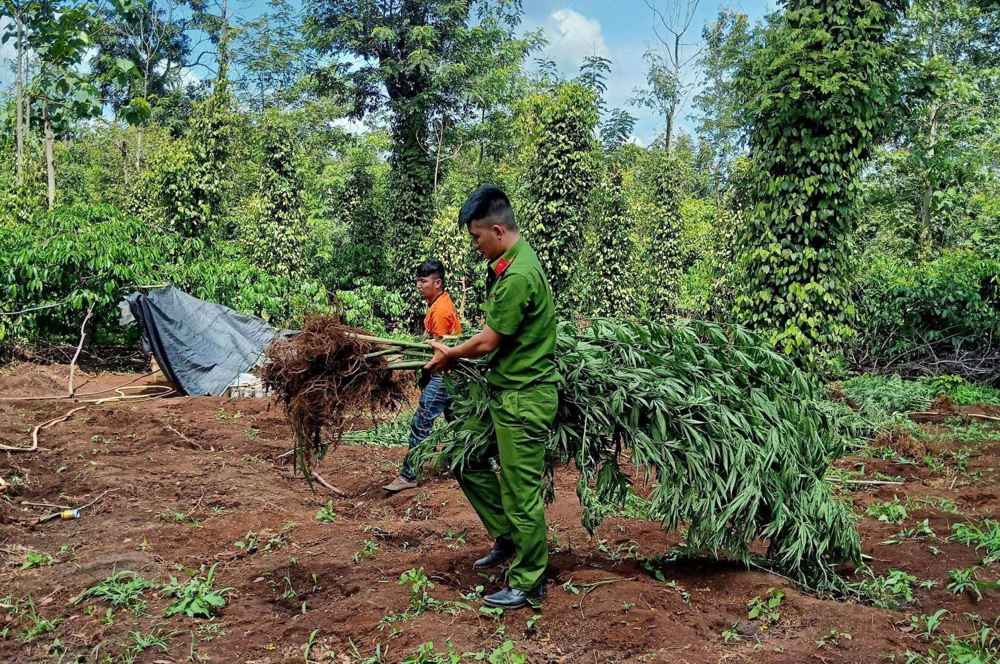 An ninh - Hình sự - Lại phát hiện thêm một gia đình trồng 78 cây cần sa để nuôi gà (Hình 2).