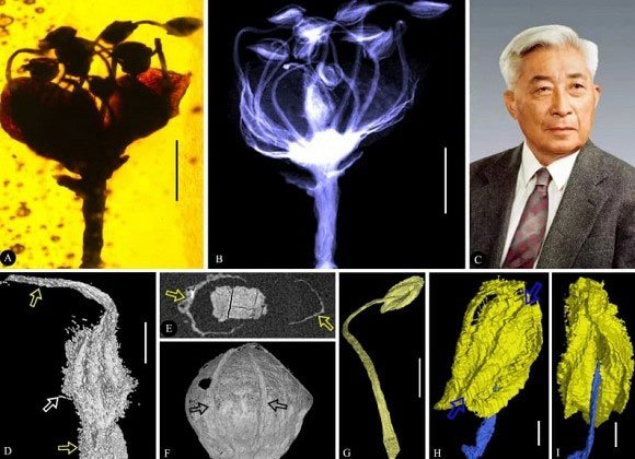 Cộng đồng mạng - Con người hiện tại hái được hoa từ thời viễn cổ 15 triệu năm