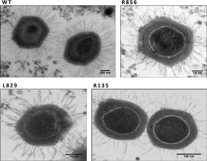 Đời sống - Chấn động: Tìm thấy virus quái vật phức tạp gấp 40 lần virus Corona