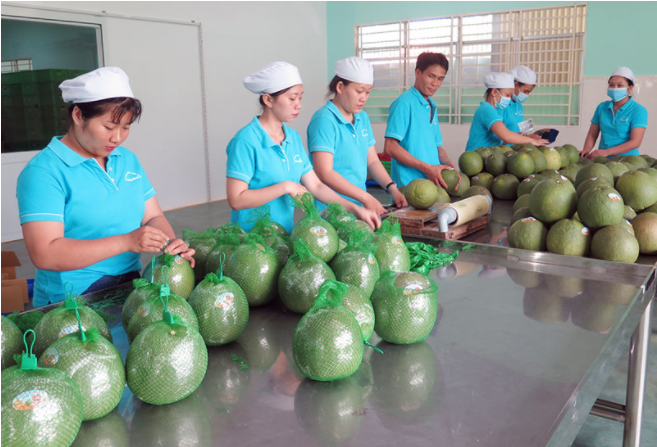 Đối thoại - Doanh nghiệp 'loay hoay' vì kiểm định nguồn gốc nông sản (Hình 2).