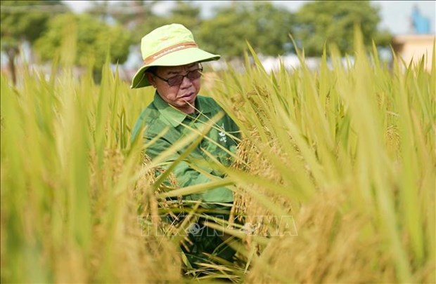 Đa chiều - Nông dân mới