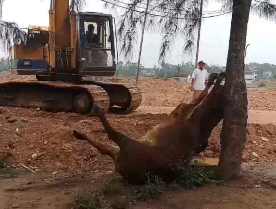 Tin nhanh - Thanh Hóa: Vào cuộc điều tra hai người đàn ông lạ mặt xuất hiện, 4 con bò của hộ dân bỗng lăn ra chết