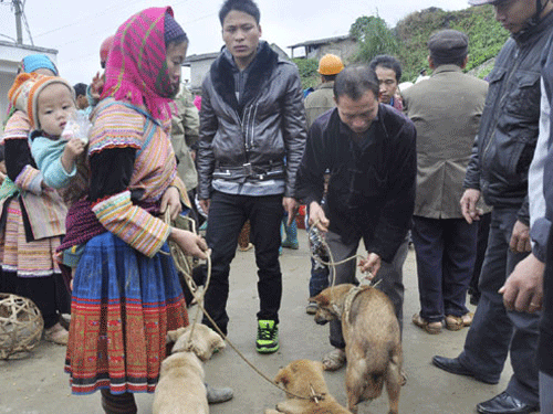 Văn hoá - Phiên chợ 'có một không hai' để săn lùng quốc khuyển (Hình 4).