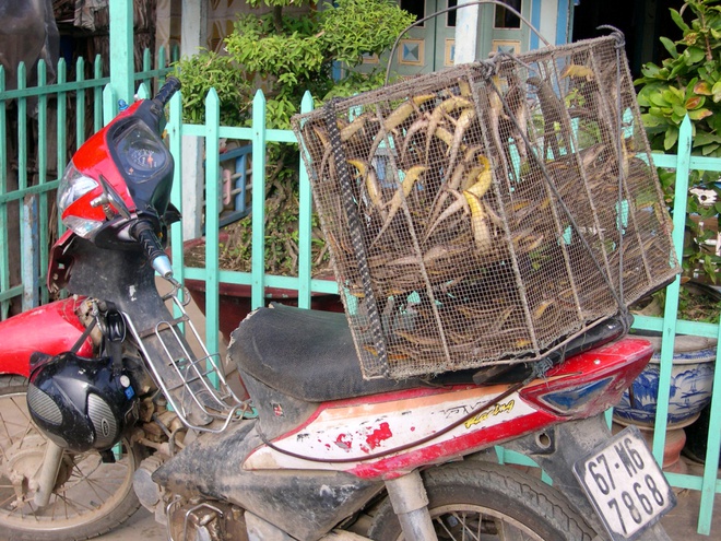 Văn hoá - Rùng mình bước vào khu chợ 'độc dược' ở miền Tây (Hình 5).