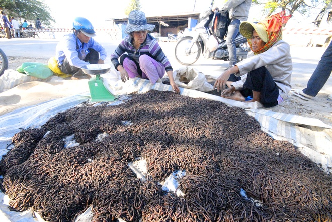 Văn hoá - Rùng mình bước vào khu chợ 'độc dược' ở miền Tây (Hình 7).