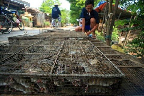 Văn hoá - Đặc sản kinh dị đem về thu nhập tiền triệu cho thương lái miền Tây (Hình 3).