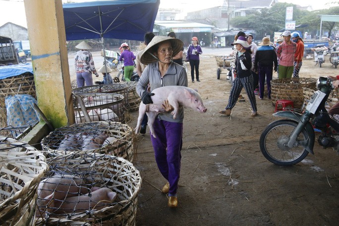 Văn hoá - Độc đáo khu chợ nơi heo được coi như thú cưng (Hình 3).