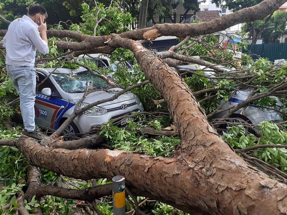 Tin nhanh - Cây cổ thụ bất ngờ gãy đổ, đè bẹp ba chiếc taxi đang đón khách