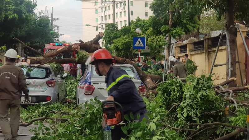 Tin nhanh - Cây cổ thụ bất ngờ gãy đổ, đè bẹp ba chiếc taxi đang đón khách (Hình 2).