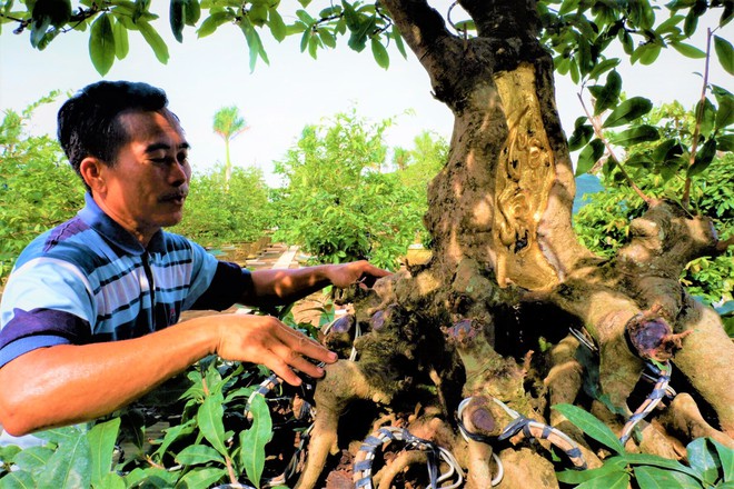 Tiêu dùng & Dư luận -  Chiêm ngưỡng 'lão' mai 100 tuổi được dát vàng SJC độc nhất miền Tây (Hình 3).