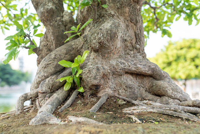 Tiêu dùng & Dư luận - Ngắm 'siêu cây' lộc vừng 5 thân khiến đại gia phát sốt mang tiền tỷ đến xin mua  (Hình 4).