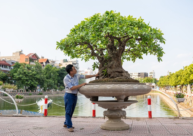 Tiêu dùng & Dư luận - Ngắm 'siêu cây' lộc vừng 5 thân khiến đại gia phát sốt mang tiền tỷ đến xin mua 