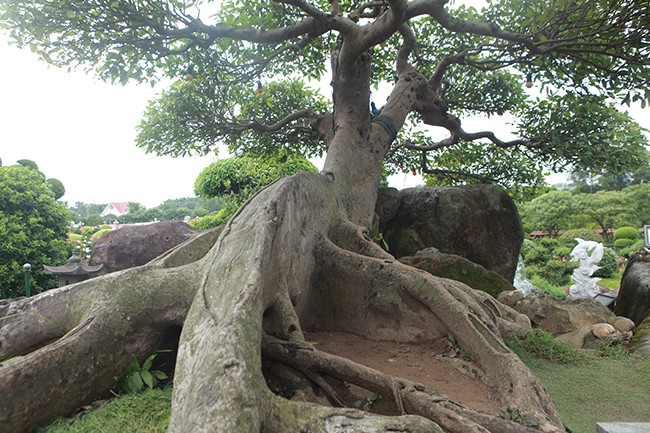 Tiêu dùng & Dư luận - Đại gia Việt “vung tiền” chơi sung cảnh giá đắt ngang cả siêu xe (Hình 4).