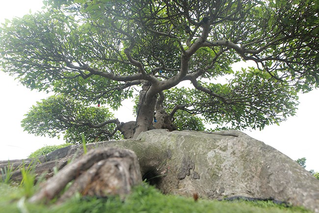 Tiêu dùng & Dư luận - Đại gia Việt “vung tiền” chơi sung cảnh giá đắt ngang cả siêu xe (Hình 3).