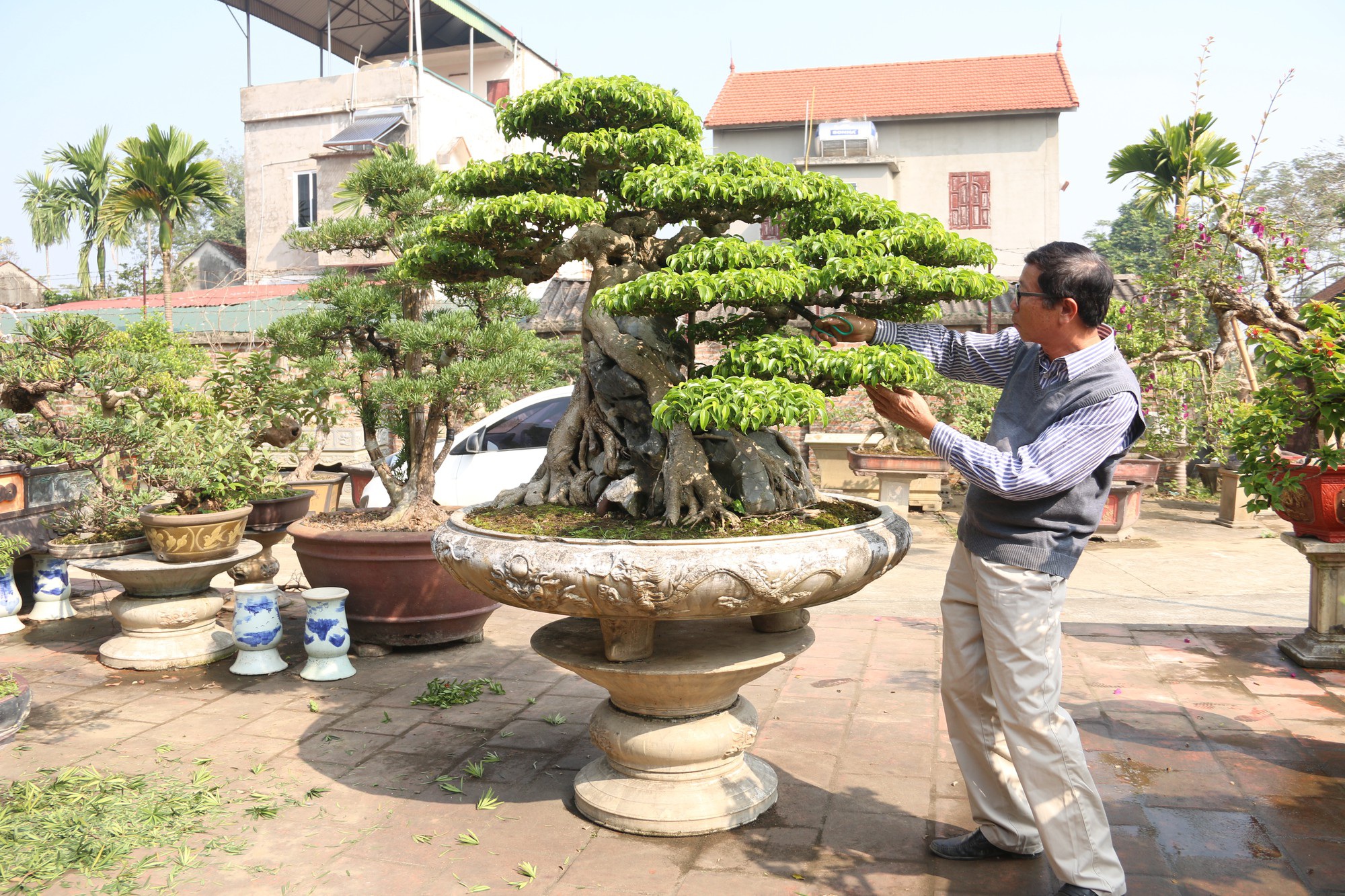 Tiêu dùng & Dư luận -  Kiệt tác sanh cổ “hiếm có khó tìm” giá 23 tỷ đồng khiến giới chơi cây 'sửng sốt'