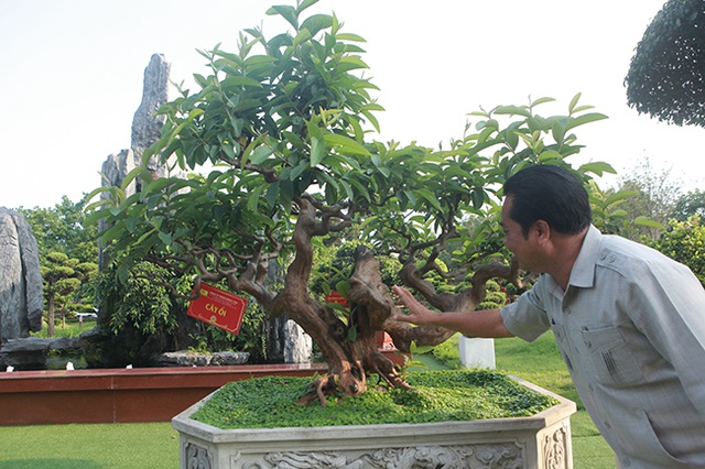 Tiêu dùng & Dư luận - Ngắm cây ổi “Tể tướng Lưu gù” tiền tỷ, chủ nhân quý hơn vàng