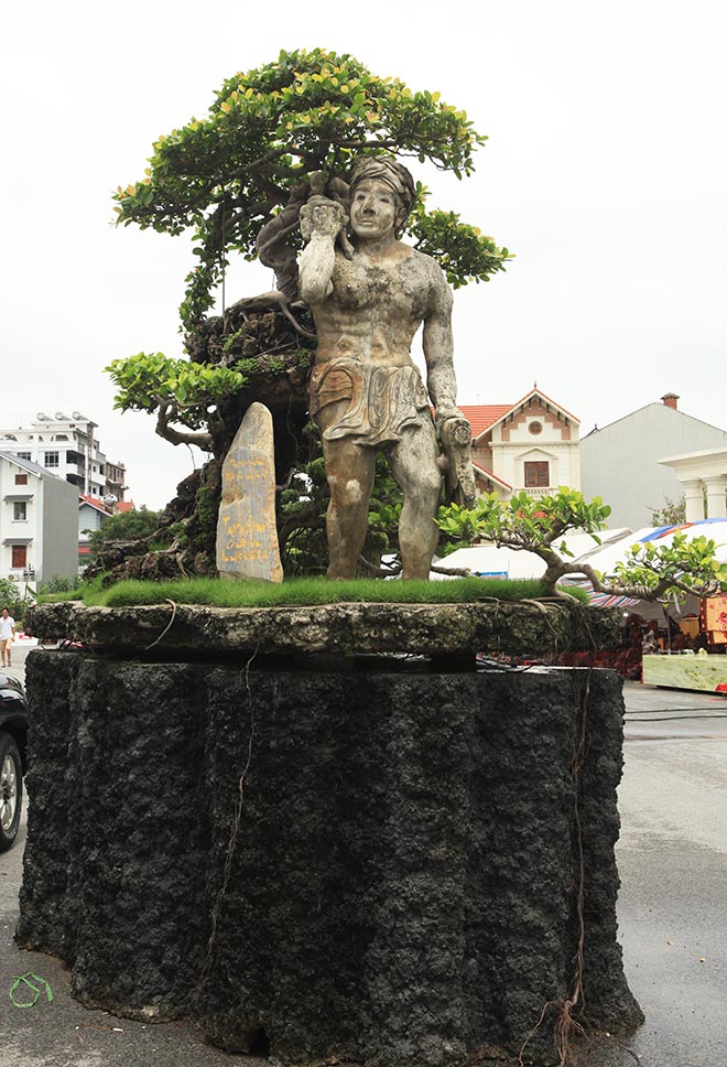 Tiêu dùng & Dư luận - Chiêm ngưỡng cây 'Thạch Sanh' đẹp lạ được chuyển nhượng hơn 4 tỷ (Hình 2).